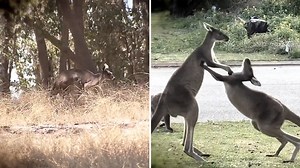 Kangaroo kills man on Western Australian property