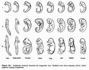 Evidence for Evolution