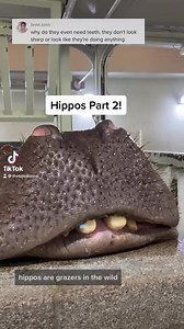 Hippos Part 2! 🦛🦛 | The Toledo Zoo