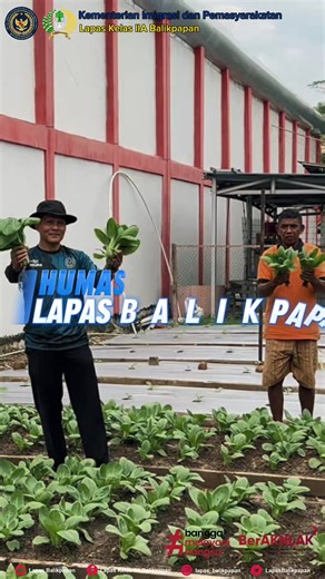 Panen Pakcoy di Lapas Balikpapan