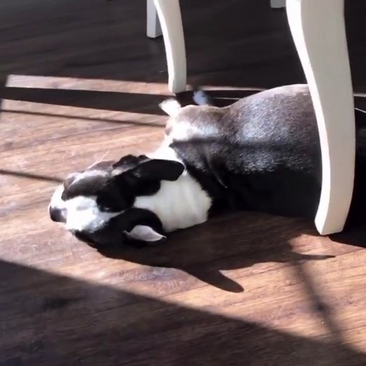 Does your Boston Terrier lounge around in the sun all day? #bostonterriers #bostonterrier #funny #pets #dogs #funvideo #funnydog