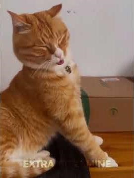 That Unexpected Moment🐈| Funniest Cat Moments!😺(Part 46) #cat #funny #cute