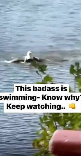 My Dixie Wrecked (@smegmachine)’s videos with original sound - My Dixie Wrecked