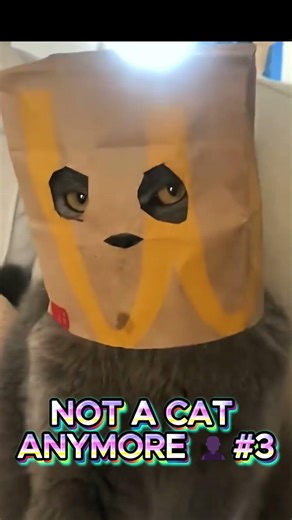 CATS CORE: They Are Officially Living Like Us! 🤯 PART 3 #cat #pets #memes #funny #cute #animals