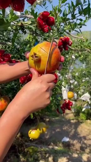 #TIL how to open pomegranates the right way 🤯 #Lowdownreels #Pomegranate #FoodHacks #Hacks | The Lowdown