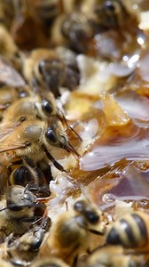 Bees eating honey under the midday sun! 🍯🐝 #california #bees #beekeeper #beekeeping #nature #insects #animals | California Bee Company