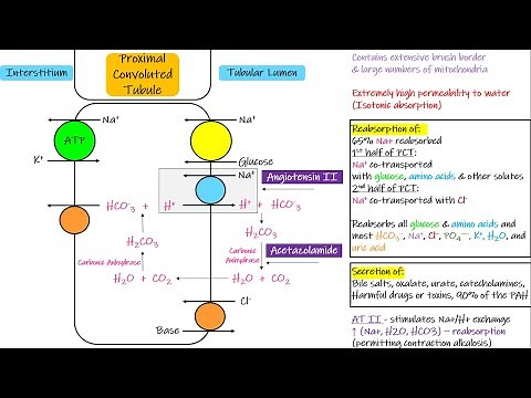 Transport in Proximal Convoluted Tubule (PCT) . Chapter 28 part 3. Guyton and Hall Physiology.
