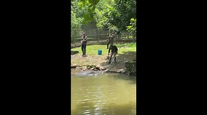 Huge crocodile stuns zoo visitors as it floats over for food