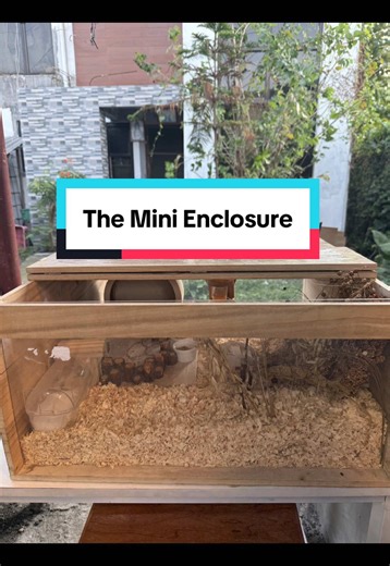 Create the Perfect Hamster Enclosure Setup