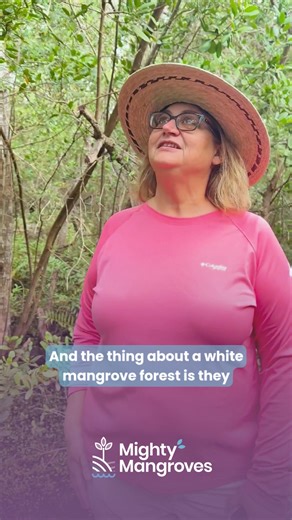 In white mangrove forests, you’ll notice there’s no visible root support. Unlike red mangroves with their iconic prop roots, or black mangroves with their breathing pneumatophores, white mangroves grow in softer soil, meaning you sink deep into the mud with every step. 👣 Every leg has to be pulled out for every step. That’s the unseen reality of mangrove ecosystems. Understanding these differences isn’t just interesting, it’s essential for responsible shoreline care. 📞 Lori Vogt | 239-788-1600