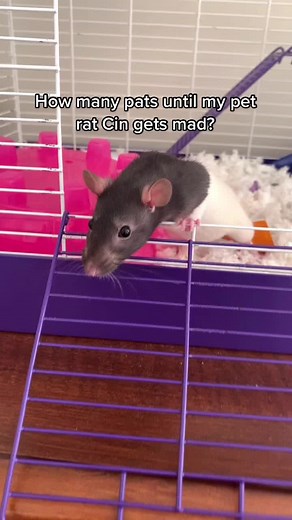 Pet Rat Funny Moments Compilation