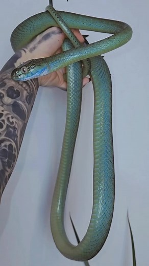 @thenaughtynoodles shows off a gorgeous green cat snake (Boiga cyanea!) 💚✨ TRR is made possible by @rodentpro #greencatsnake #boigacyanea #boiga #catsnake #rearfangedvenomous #rearfangedsnake #colubrid #colubridcrazy #colubridsnake #snake #snakes #snakesofinstagram #snakelover #reptiles #reptile #reptilesofinstagram #reptilepets #exoticpets #reptilefanatics #reptilephotography #reptilekeeper #herpetology #herpetoculture #thereptilereport #thereptilereportofficial | The Reptile Report