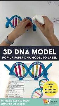 DIY Paper DNA Model #teachertoyshop #dna #dnastructure #dnascience #lifescience #biologyeducation