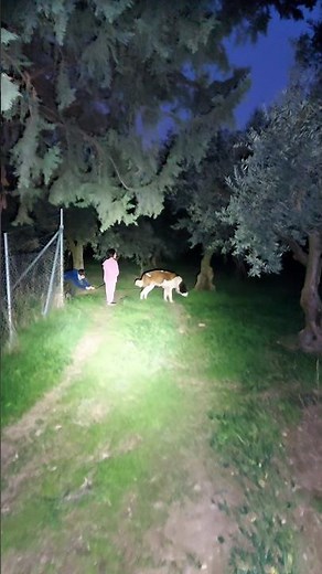 Rugged Tactical Flashlight, Ledlenser TT3R