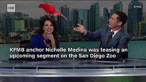 15K views · 137 reactions | News anchor Nichelle Medina was teasing an upcoming segment on the San Diego Zoo when a scarlet ibis bird landed on her head unexpectedly | HLN | Facebook