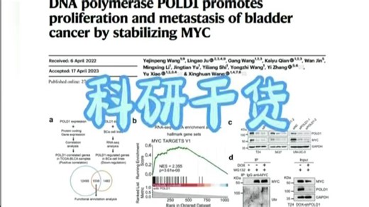 POLD1如何调控BLCA的下游机制