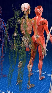 659K views · 10K reactions | Complete Overview of Human Body Systems...
