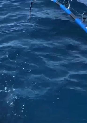 Can’t beat the view of the G-60 smashing a 14kg Flametail! This electric reel is built for serious deep-drop anglers who demand reliability and control at depth. Compact yet powerful, the G-60 delivers smooth winding, advanced digital control, and effortless hauling — even under extreme loads and depths. Engineered in Japan for performance and durability, it’s the perfect balance between strength and smart technology. 🌐 www.miyaepoch.com.au 📧 sales@miyaepoch.com.au 📞 1300 649 229 #miyaepoch #