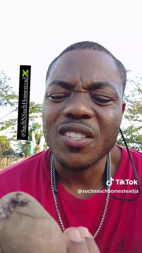 How to Plant Irish Potatoes in Containers Successfully