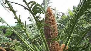 Leaves and the men's cone of the Cycas hanging (Cycas revoluta)