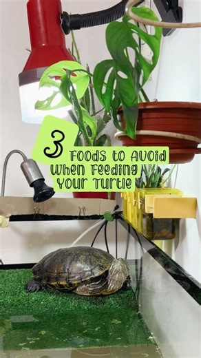 3 Foods You Should Never Feed Your Turtle 🐢