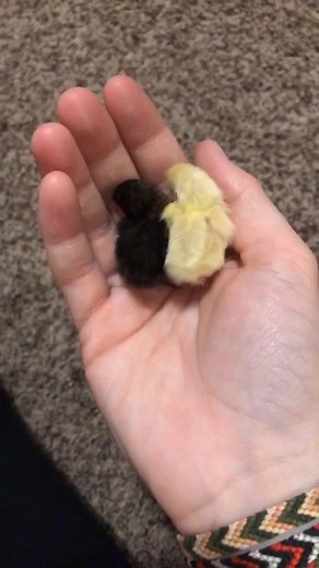 Evelynsfeathers on TikTok