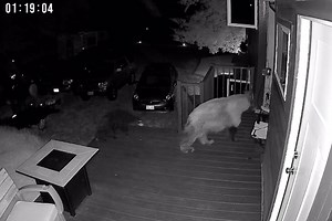 Electrified "Booby Trap" Mat Shocks Bear Cub And Startles Mother Off Colorado Porch