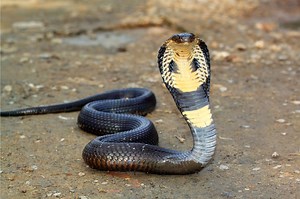 An Indian court has found a man guilty of murdering his wife with a cobra
