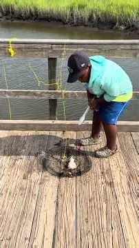 Blue Crab in Crabbing Net Blue Claw Crabbing with Ty #crabbing #crab #fish #crabtrap #fishing
