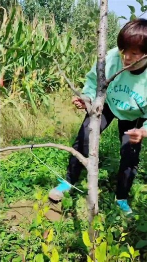 Large vs Small Branch Puller – Perfect Tree Shaping Guide 🌳 #FruitTreeCare