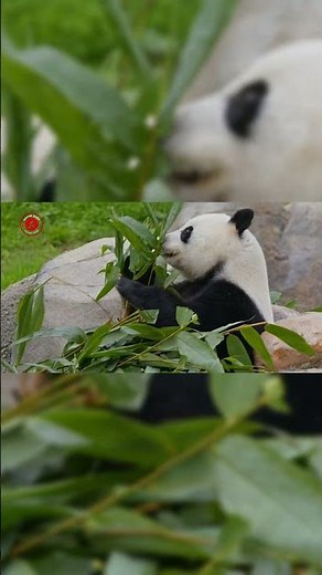 Real Panda Sounds | High Quality | Cute Panda Sound Experience! | 4K #shorts