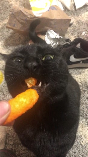 Therealkobayashi on TikTok