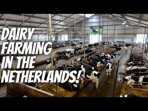 Milking 240 Cows in The Netherlands! 🇳🇱🇳🇱
