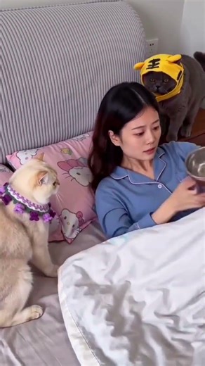 Advice on raising a cat if you don’t want to buy an alarm clock. Me and my pet. Daily interactio