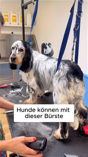 Wuff & Co on Instagram