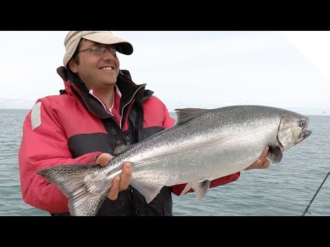 Salmon - Flat line trolling