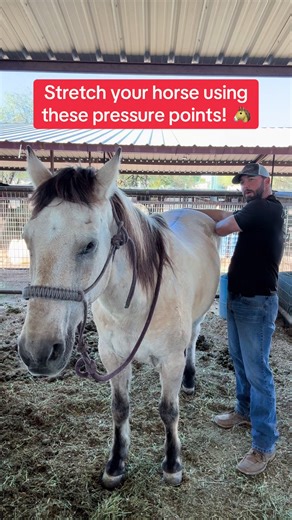 Effective Horse Back Stretching Techniques Using Pressure Points