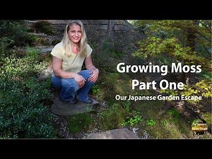 How to Grow Moss - Part One | Our Japanese Garden Escape