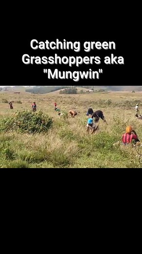 2.4K views · 48 reactions | Hunting green Grasshoppers somewhere in Mbumland,guess where? The grasshoppers locally known as "Mungwin" or "Mmsih" by the Wimbums are a seasonal delicacy few can afford to miss. They "fall" or are expected to every November. Rich in protein provision,thier importance in the peoples' diet cannot be overemphasized. | Lorater Ngenges Corner | Facebook