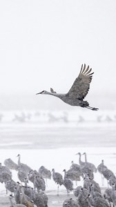 With less than 100 days to go, the Sandhill Crane migration is almost here! In just 85 days, 1.25 million sandhill cranes will take to the skies above the Crane Trust on their incredible journey. Don’t miss the chance to see these amazing birds as they stop in the Platte River Valley, a critical part of their migration route. It’s an opportunity to connect with nature, learn about conservation, and support the important work happening at the Crane Trust. Plan your visit today! #cranetrust #sandh