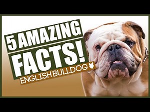 English Bulldog! 5 Amazing Facts About The Incredible English Bulldog!
