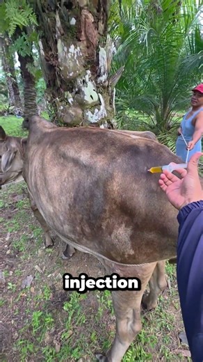 A Gentle Injection Method for Cattle