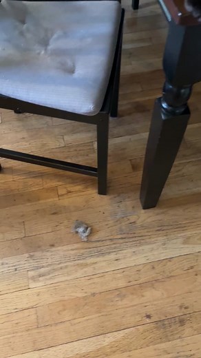 Today’s OG man delivery!! The screams from outside were alarming 😂 #IntuitTouchdownDance #AEHolidayCard #AmazonSavingSpree #catsoftiktok