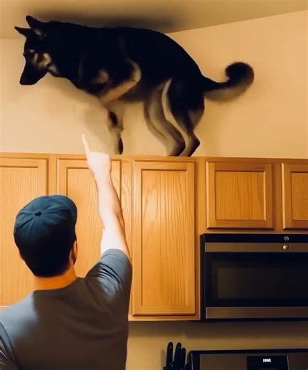 Lately, my dog had been doing something strange — climbing onto the kitchen cabinets and growling at the ceiling nonstop. I thought he’d gone mad… until I found out why 😲😱 Rick was my calm, well-trained companion — never disobedient, never loud. But over the past few nights, he’d begun pacing, barking, and leaping up toward the upper shelves. It wasn’t like him at all. At first, I blamed it on stress, noise from outside, or a squirrel in the attic. But something in his eyes told me it was more