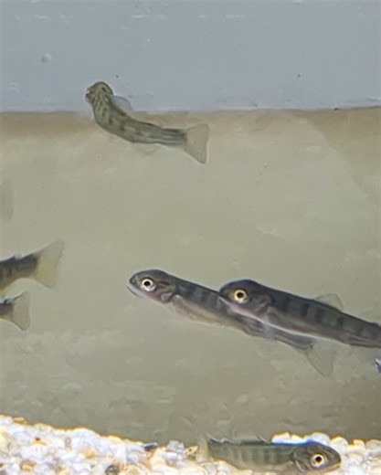 【公式】京都府立木津高等学校 on Instagram: "【科学部】 和束川と横川にて、アマゴ発眼卵の経過観察を行いました。水温は２度…ドキドキしながら容器を開けたところ、ほとんどの個体が孵化をして元気な姿を見せてくれました。一部の発生が止まってしまった卵を取り除いて、再び容器を戻しました。来月の放流が楽しみです。 学校で飼育しているアマゴは川より水温が高いため、もう元気に泳ぎ始めて人工餌も食べるようになりました！ #アマゴ #アマゴ発眼卵放流 #放流 #フィッシング #アマゴ釣り #木津川漁業協同組合"