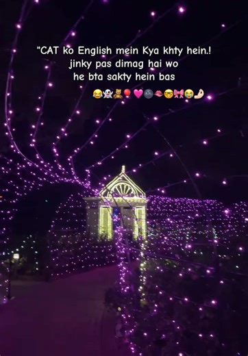 Understanding Cat Names in English: A Fun Guide