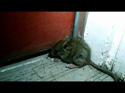 Cat plays with cute mouse, then eats it