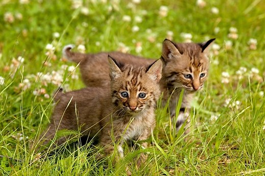Baby Bobcats | What Are Baby Bobcats Called? | Assorted Animals
