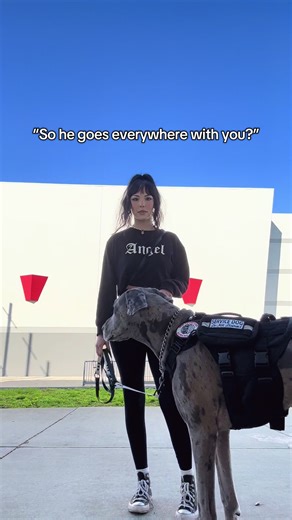 Understanding the Role of Service Dogs in Daily Life