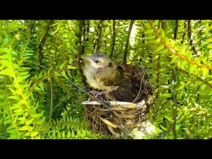 Baby Bulbul Ready to Fly Off! (last day) – Chick Leaving the Nest (Bird Watching Ep39)